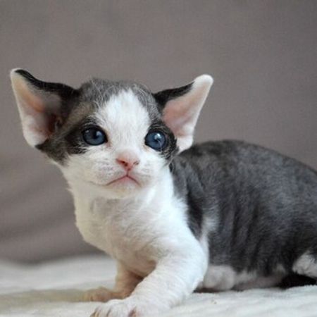 Devon Rex – Pişiklər – ucuztap.az