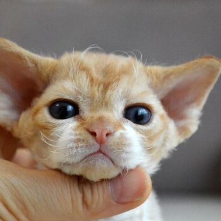 Devon Rex – Pişiklər – ucuztap.az