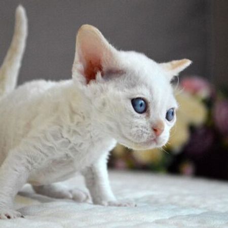 Devon Rex – Pişiklər – ucuztap.az