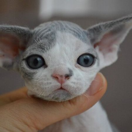 Devon Rex – Pişiklər – ucuztap.az