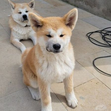 Akita-inu Balası – İtlər – ucuztap.az