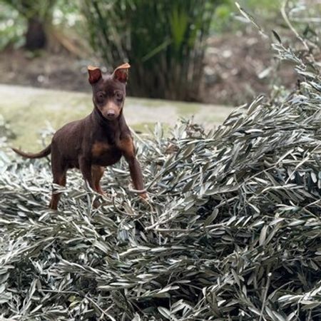 Mini Pinscher – Azərbaycan – ucuztap.az