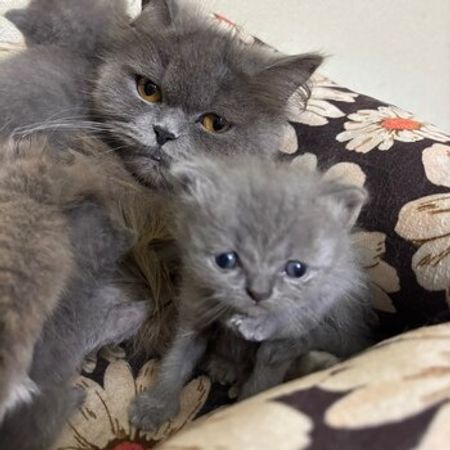 Şotland Pişiyi Balası – Pişiklər – ucuztap.az