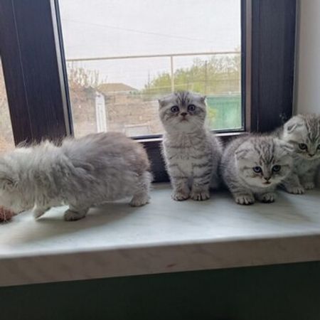 Chincilla Scottish Fold Pişiyi Balaları – Pişiklər – ucuztap.az