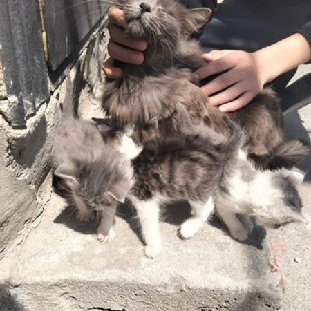 Pişik Balaları Etibarlı Əllərə Verilir – Pişiklər – ucuztap.az