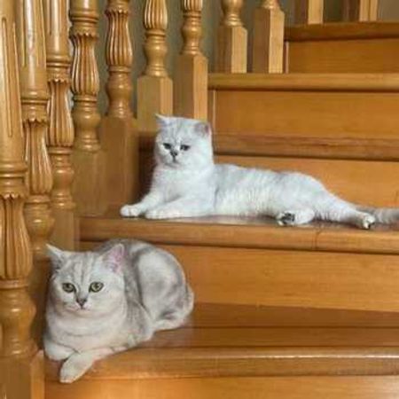 Şotland Pişiyi Balaları – Pişiklər – ucuztap.az