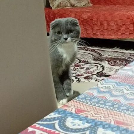 Şotland Pişiyi – Pişiklər – ucuztap.az