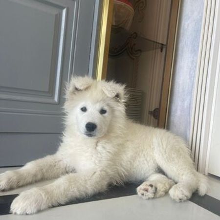 Samoyed – İtlər – ucuztap.az