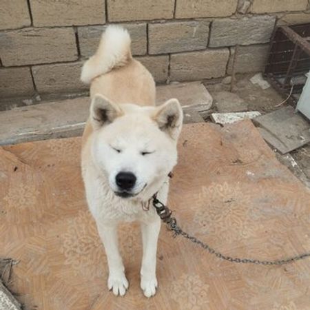 Akita-inu – İtlər – ucuztap.az