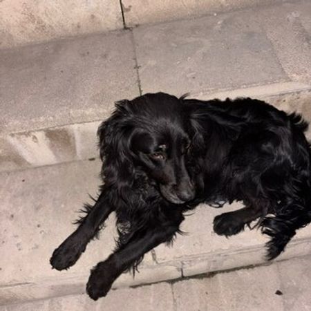 Koker Spaniel – İtlər – ucuztap.az