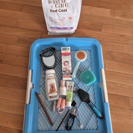 Toy Pudel (red Brown) – İtlər – ucuztap.az