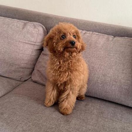 Toy Pudel (red Brown) – İtlər – ucuztap.az