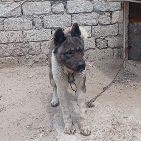 Akita-inu – İtlər – ucuztap.az