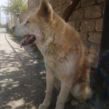 Akita-inu – İtlər – ucuztap.az