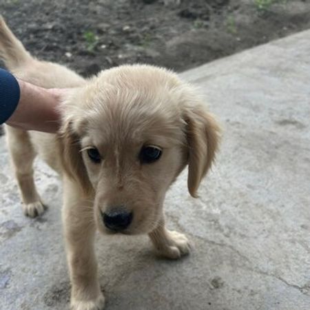Golden Retriver Balası – İtlər – ucuztap.az