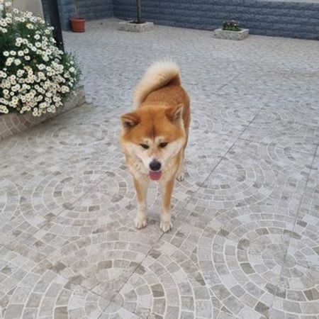 Akita-inu – İtlər – ucuztap.az