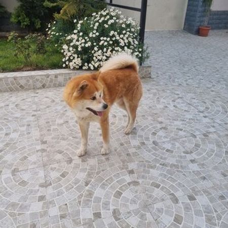 Akita-inu – İtlər – ucuztap.az