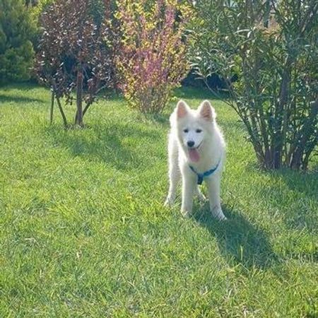 Samoyed – İtlər – ucuztap.az