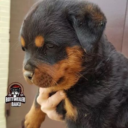 Rotveyler Balaları – İtlər – ucuztap.az