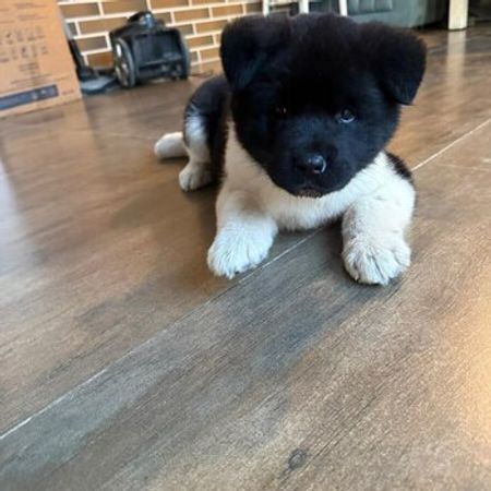 Amerkan Akita – İtlər – ucuztap.az
