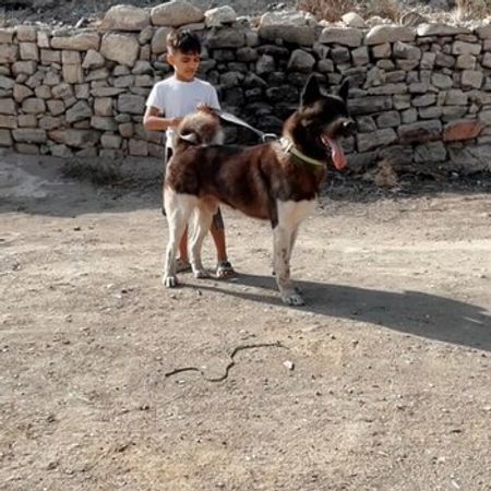 Amerikan Akita-inu – İtlər – ucuztap.az