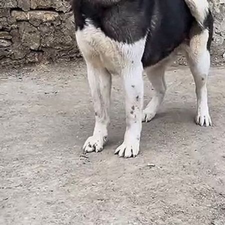 Amerikan Akita-inu – İtlər – ucuztap.az