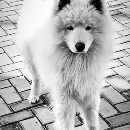 Samoyed (cütləşdirmək Üçün) – İtlər – ucuztap.az
