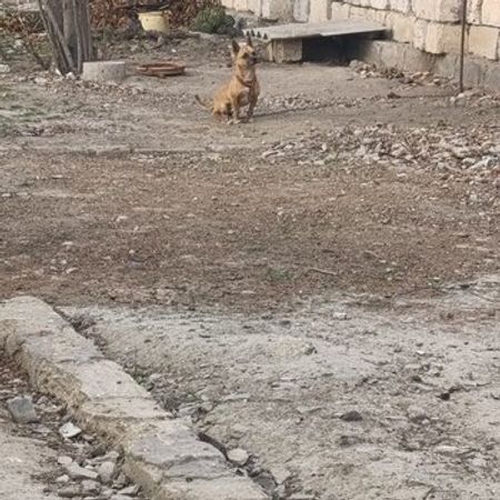 Cek Rassel – İtlər – ucuztap.az