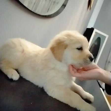 Golden Retriver – İtlər – ucuztap.az