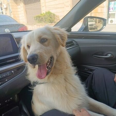 Golden Retriver – İtlər – ucuztap.az
