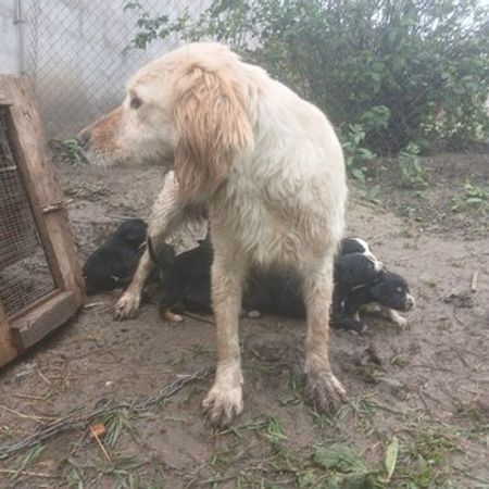 Koker Spaniel – İtlər – ucuztap.az