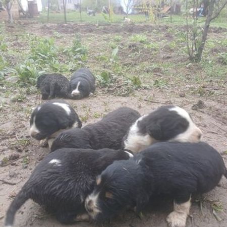 Koker Spaniel – İtlər – ucuztap.az