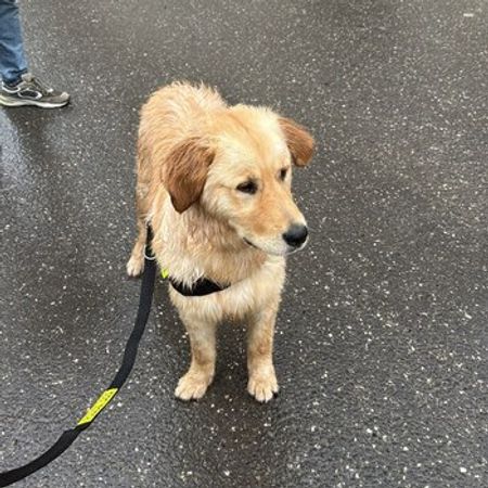 Golden Retriver – İtlər – ucuztap.az