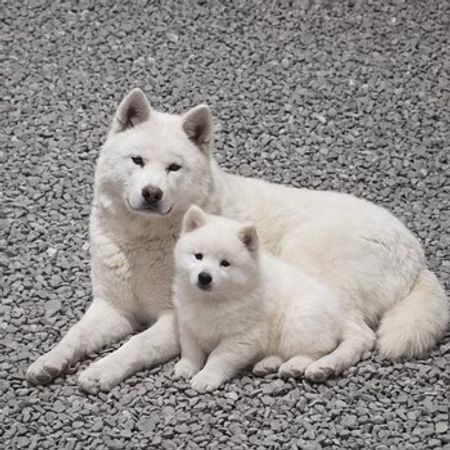Akita-inu – İtlər – ucuztap.az
