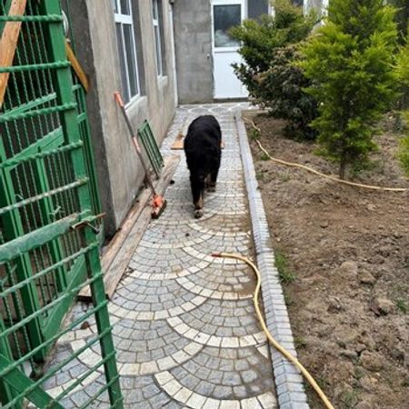 Alabay – İtlər – ucuztap.az