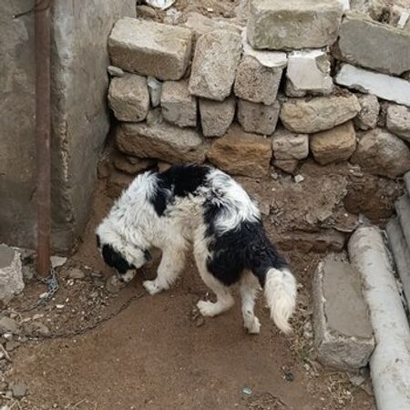 Alabay – İtlər – ucuztap.az