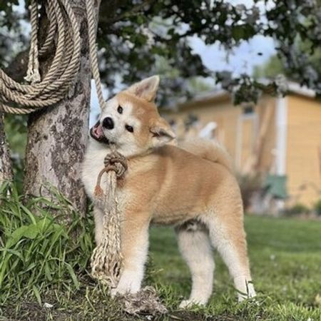Akita-inu – İtlər – ucuztap.az