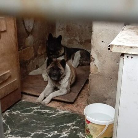 Akita-inu – İtlər – ucuztap.az