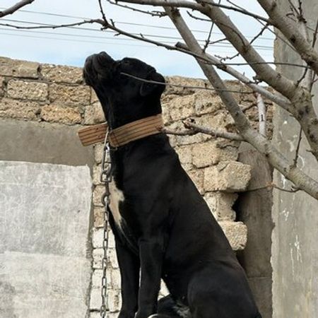 Kane Korso Balası – İtlər – ucuztap.az