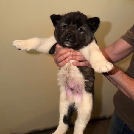 Amerikan Akita-inu – İtlər – ucuztap.az