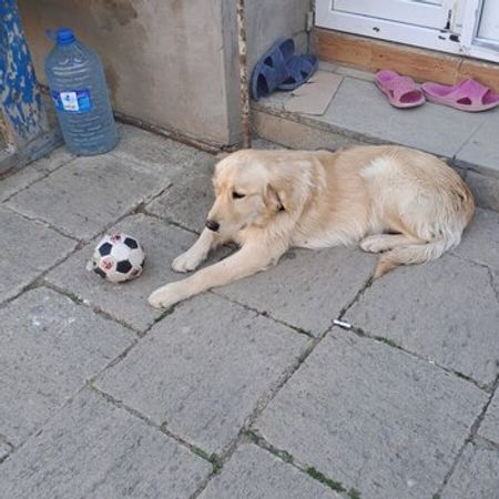 Golden Retriver Balası – İtlər – ucuztap.az