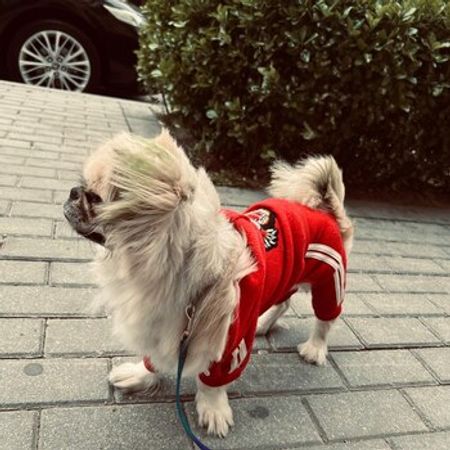 Pekines – İtlər – ucuztap.az