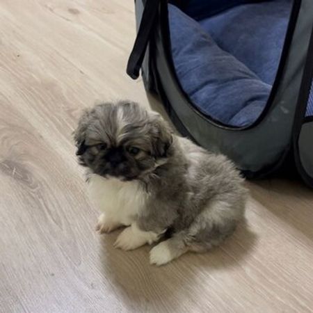 Pekines – İtlər – ucuztap.az