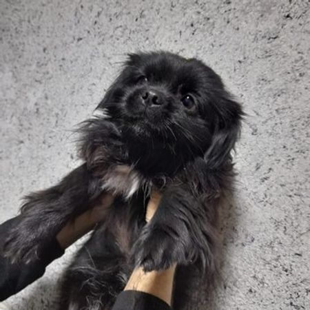 Pekines – İtlər – ucuztap.az