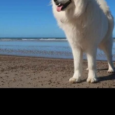 Samoyed – İtlər – ucuztap.az