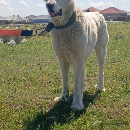 Alabay – İtlər – ucuztap.az