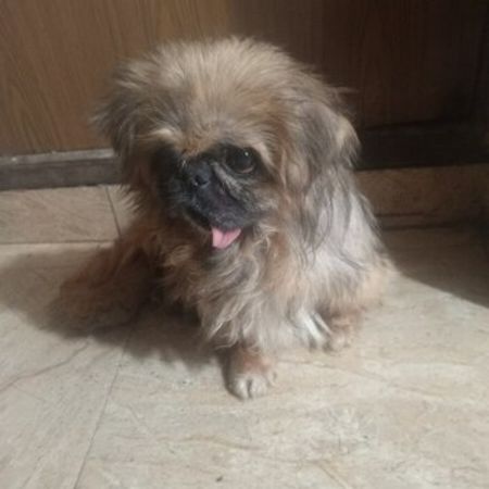 Pekines – İtlər – ucuztap.az