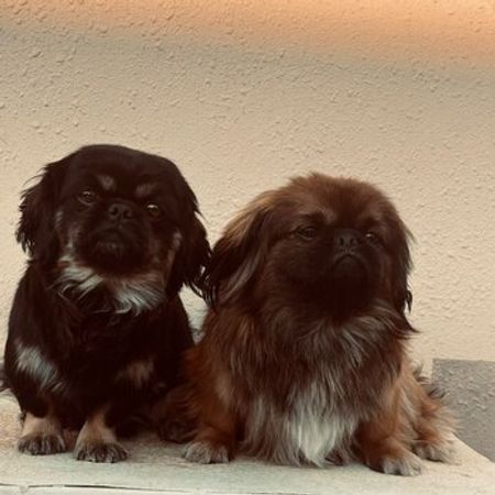 Pekines – İtlər – ucuztap.az
