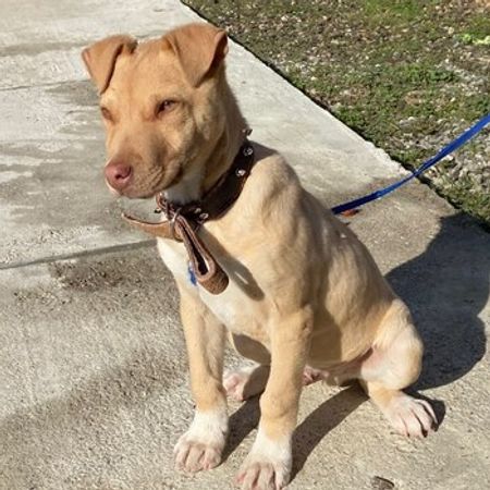Pitbul Triye – İtlər – ucuztap.az