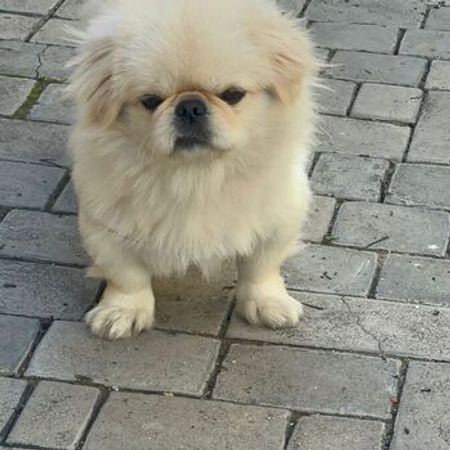 Pekines – İtlər – ucuztap.az